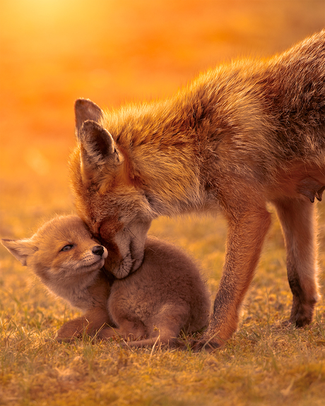 Moeder vos met jong