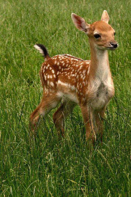 Bambi