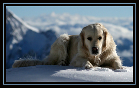 Snowdog