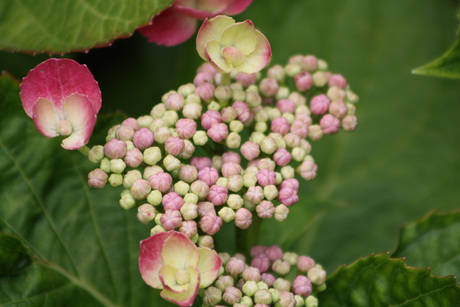 hortensia's snoepjeshart