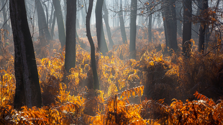 Goud in het bos