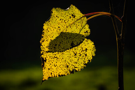 Blad met tegenlicht