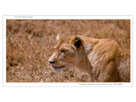 Lion Serengeti NP I