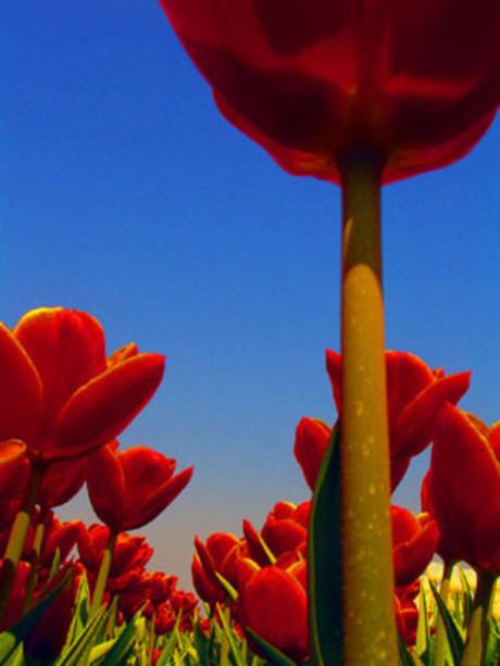 Tulpen