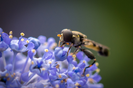 Zweefvlieg in achtertuin