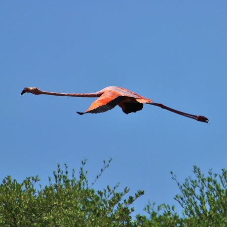 Flamingo in vlucht.