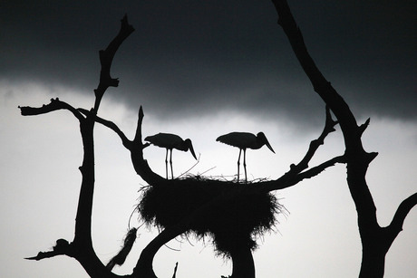 Tuiuiu's op nest tijdens onweersbui