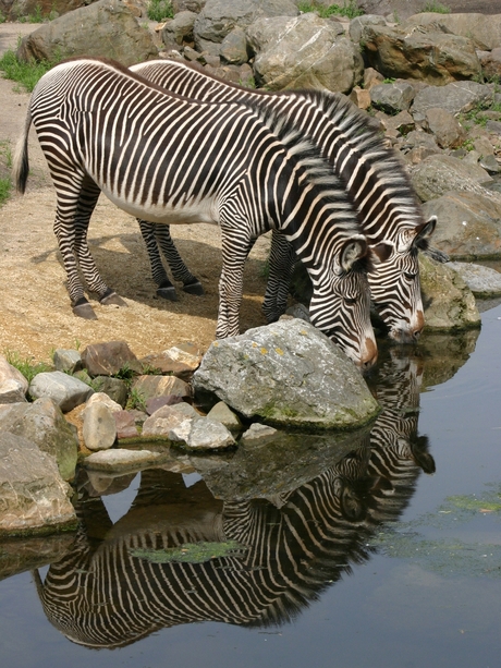 Zebraspiegel