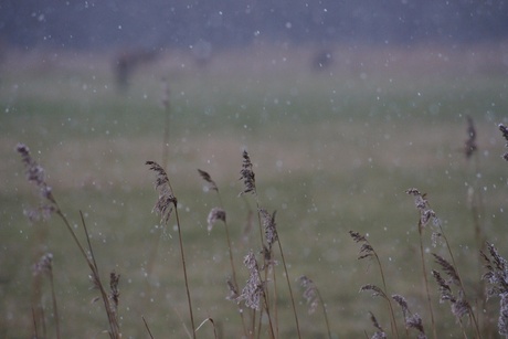 Snow begins to fall