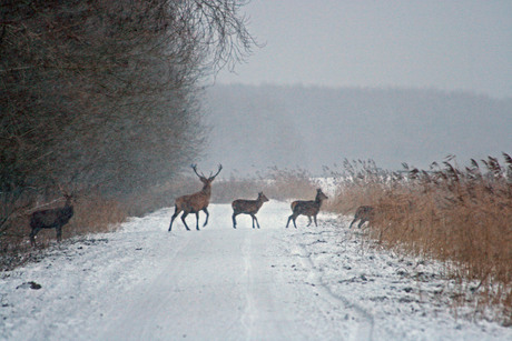 Overstekende herten in Oostvaarders 2