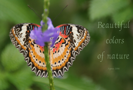 Kleurrijke vlinder ...