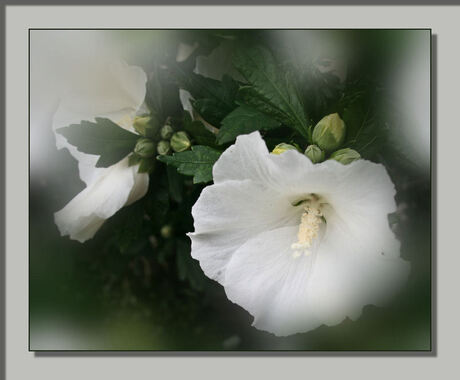 Hibiscus 2