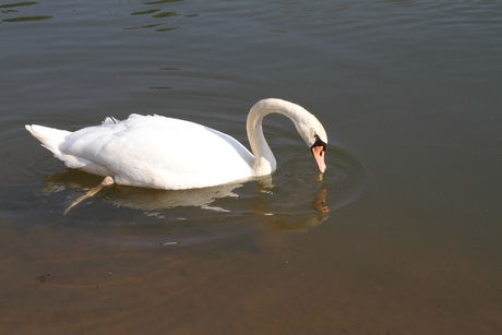 cygne