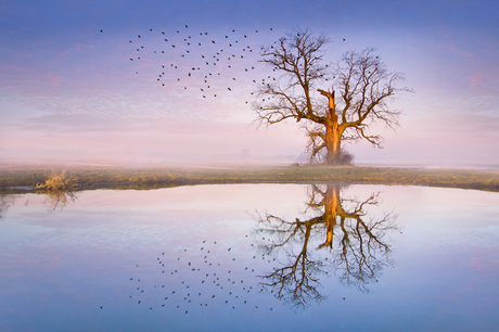 Reflection in the water