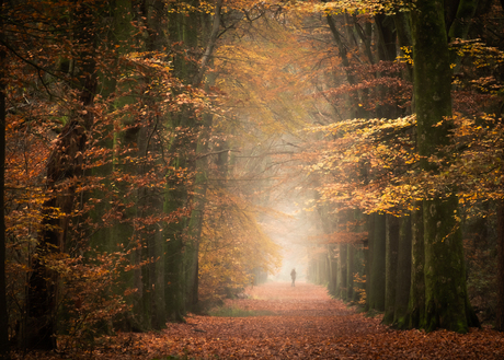 Herfstlaantje in Beetsterzwaag