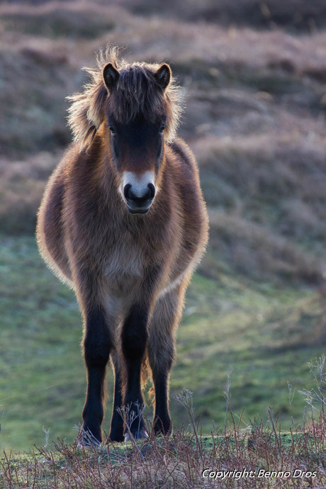 Wilde paarden