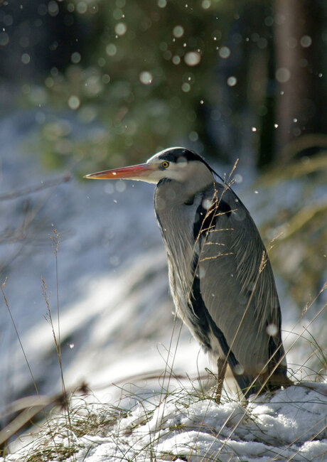 Reiger