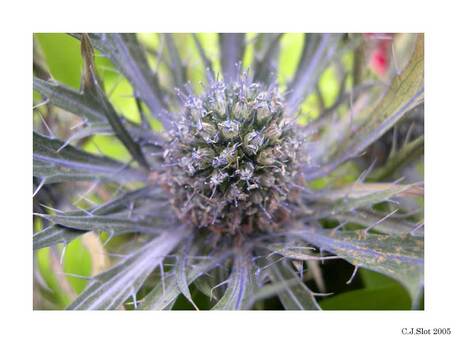 Distel