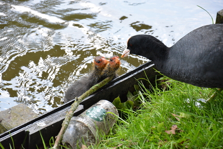 Meerkoet die jongen voedt