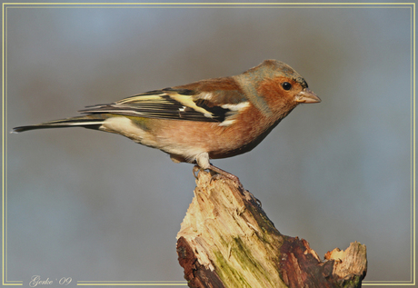 Vink (man)