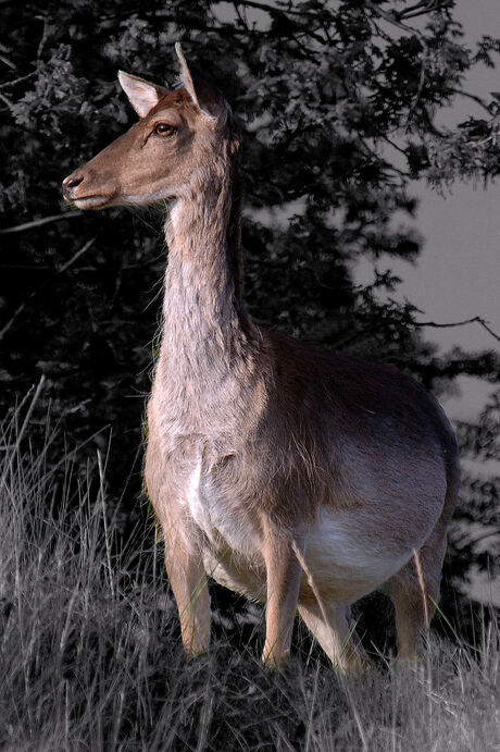 Dieren-Natuur