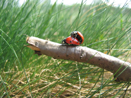 2 Lieveheersbeestjes