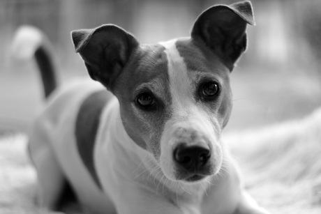 Zwart/wit portret hond