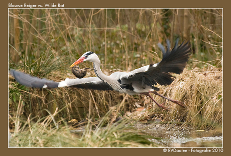 Blauwe Reiger met vangst!!!