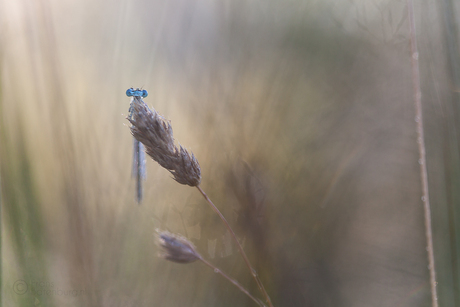 Blauwe Breedscheen juffer