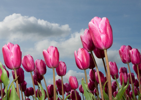 Tulpen