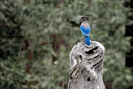 Blue jay op mooie stronk