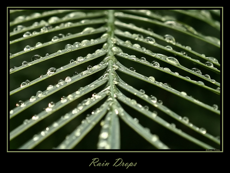 Rain Drops