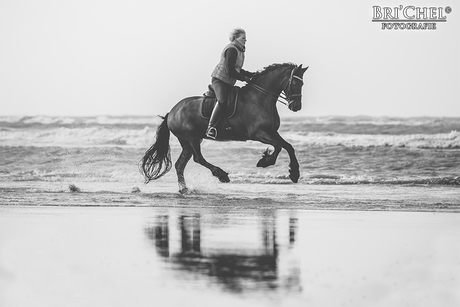 Fries paard op het strand