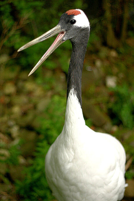 Roepende Kraanvogel