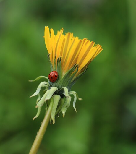 Beautiful ladybug