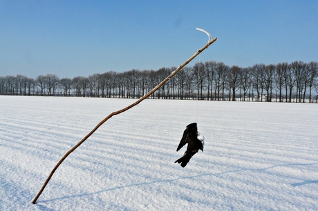 Vogelverschrikker