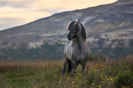 Icelandic Horse