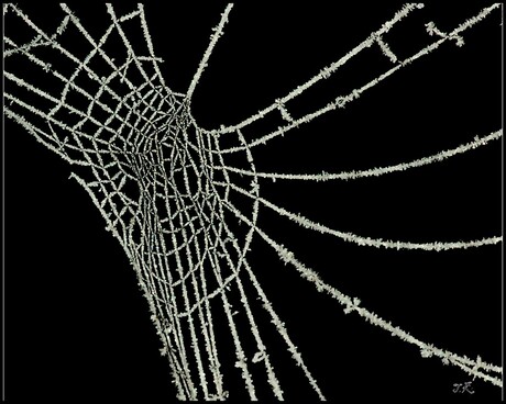 bevroren spinneweb