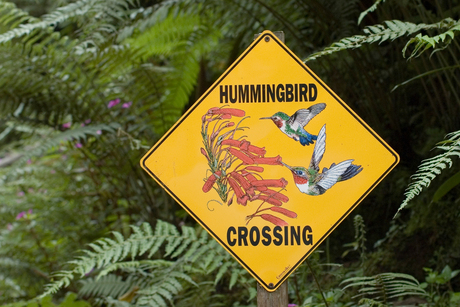 Hummingbird crossing