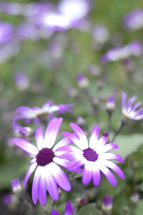 Lente 2007 - Spaanse Margrieten