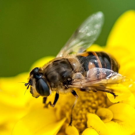 Bij in de Bloem