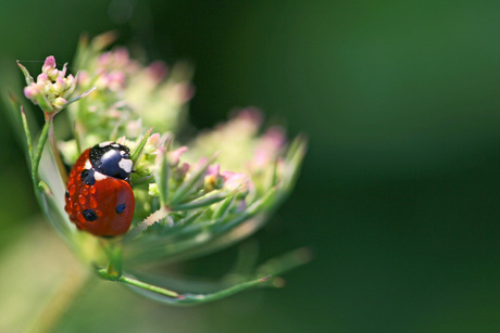 Lieveheersbeestje onder de dauwdruppeltjes