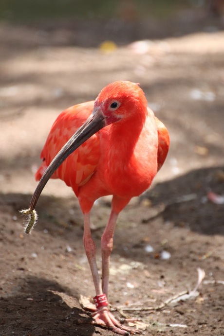 Vogel met prooi