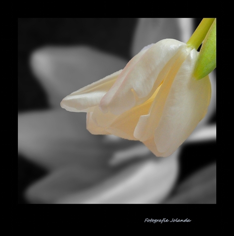 Tulp