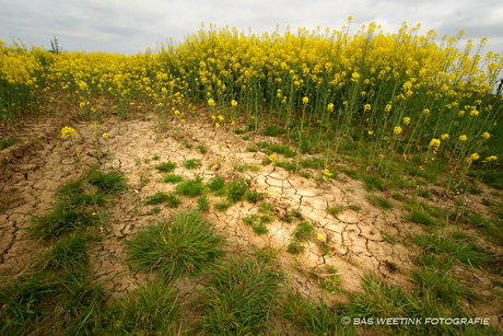 Bloem in geel