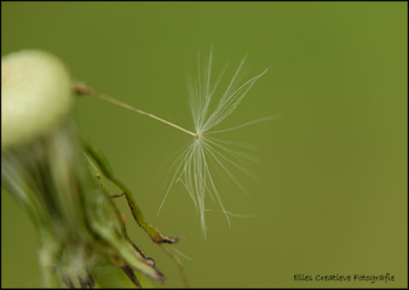 Make a wish Elles van den Broek