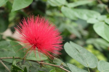 Bloem in Vlindertuin