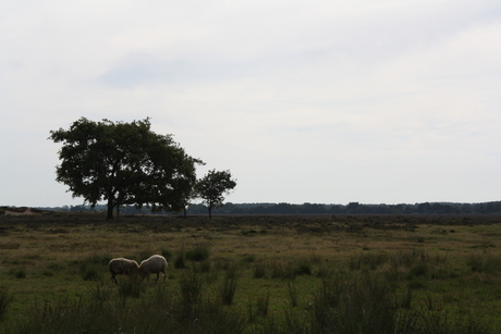 Dwingelderveld