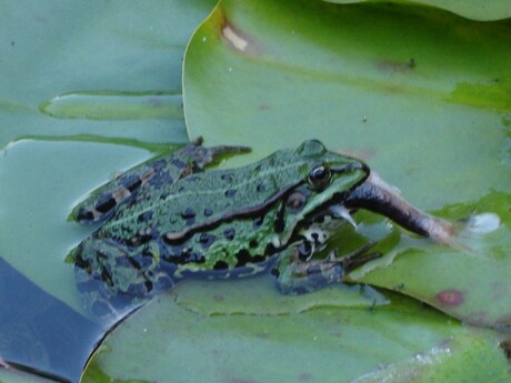 Kikker eet een jonge goudvis