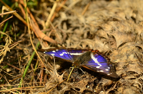 Grote weerschijn vlinder